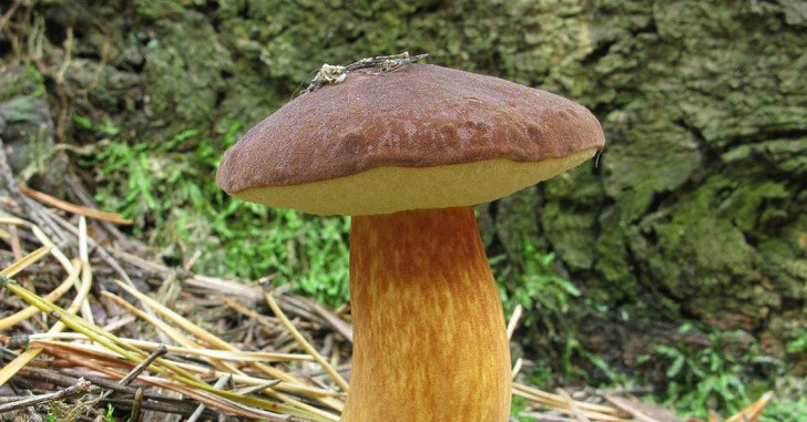 Польский гриб. © pikabu
