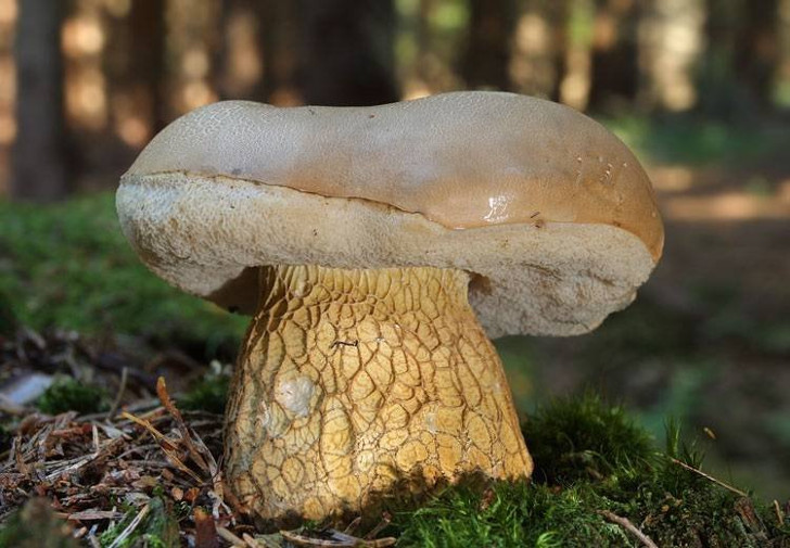 Желчный гриб, или Горчак. © bezformata
