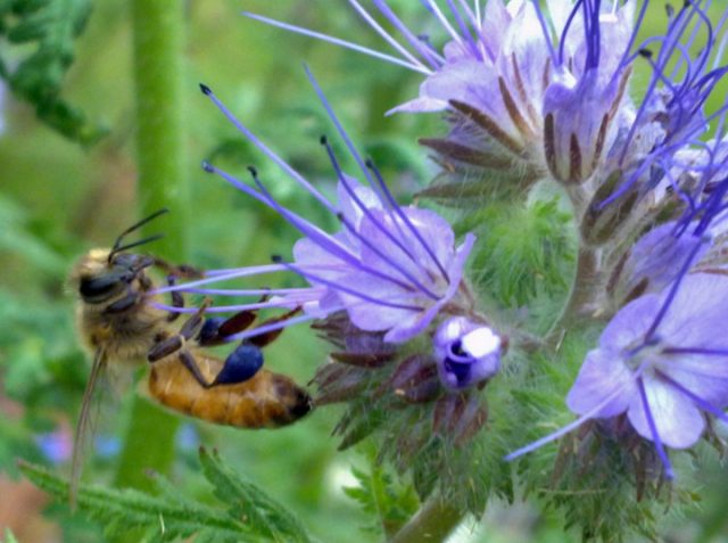 Пчёлка с синей обножкой на фацелии. © todosossinais