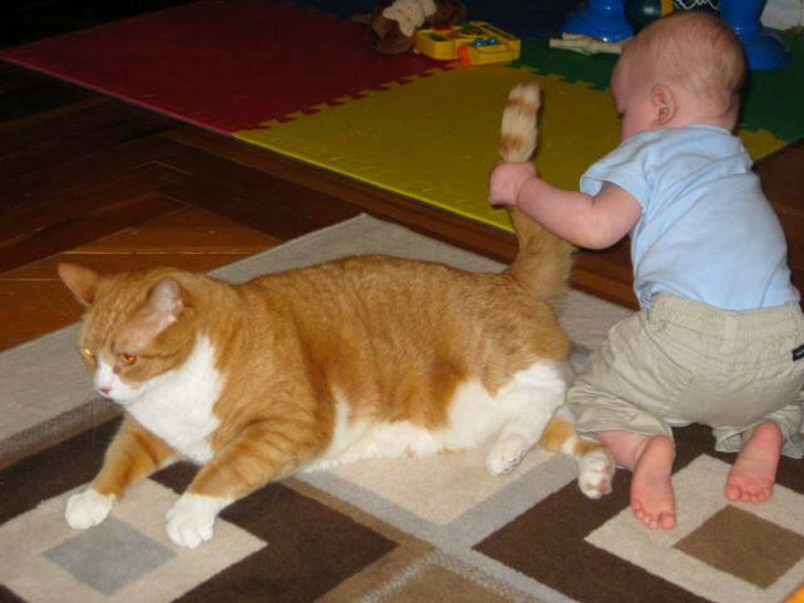 Очень часто, дергая кошку за хвост, дети так играют с питомцем, поэтому нужно объяснять, что так делать нельзя. © markosun