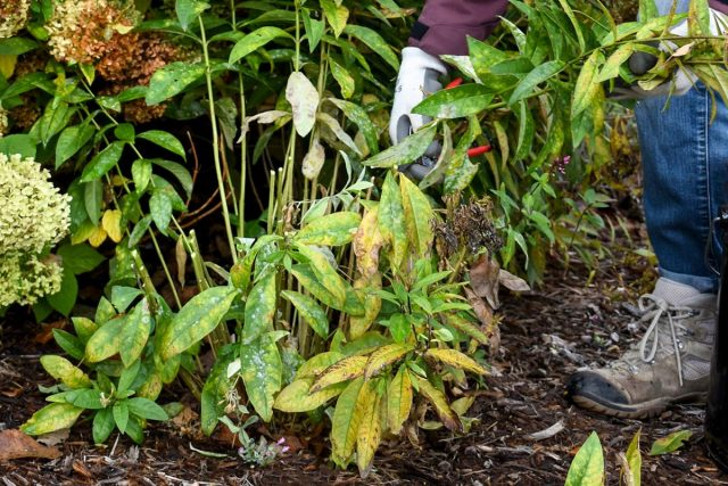 К концу сентября большая часть многолетних растений уже отцвела и можно приступать к обрезке. © Walters Gardens