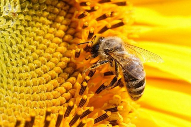 Пчела на подсолнечнике. © Wallpaper Cave