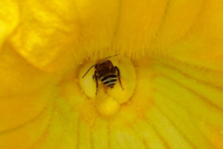 Пчела «с головой в работе» на цветке тыквы. © NickelJinx