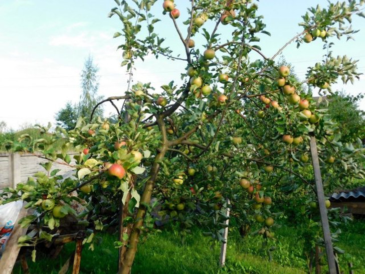Специалисты советуют во время созревания яблок ставить под ветки подпорки или устраивать шпалеры. © Ботаничка