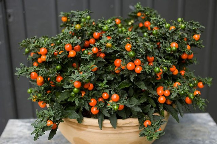 Паслен ложноперечный (Solanum pseudocapsicum). © w-ogrodzie