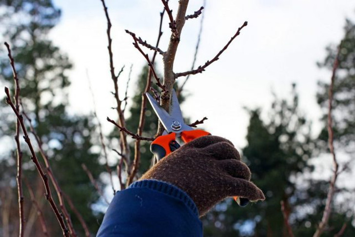 В регионах с оттепелями в январе можно заниматься некоторыми трудоёмкими садовыми делами, например, обрезать деревья и кустарники. © Proženy