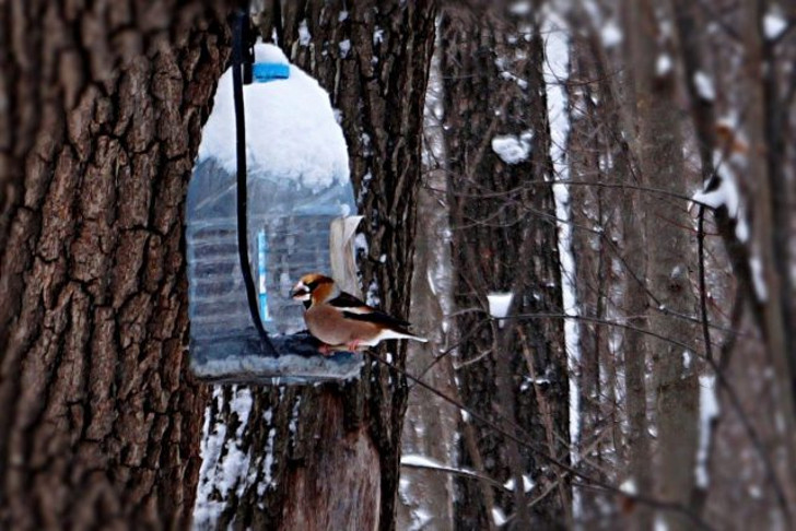 Возле кормушек можно увидеть редкие виды птиц, например, дубоноса, который обожает орехи. © Людмила Светлицкая
