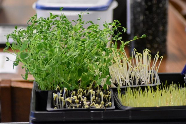 Если вы хотите пополнить ассортимент именно зелени, задумайтесь о выращивании микрозелени. © CCSD 46