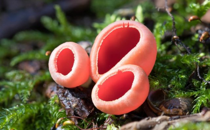 Саркосцифа алая, или Алая эльфова чаша (Sarcoscypha coccinea). © Claude-Alain Berdoz