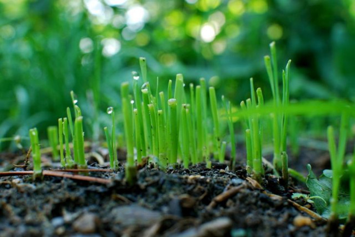 Лук-порей (Allium ampeloprasum ‘Leek Group’) в первые месяцы растет медленно, наращивая корневище и «веер» листьев. © Bernice