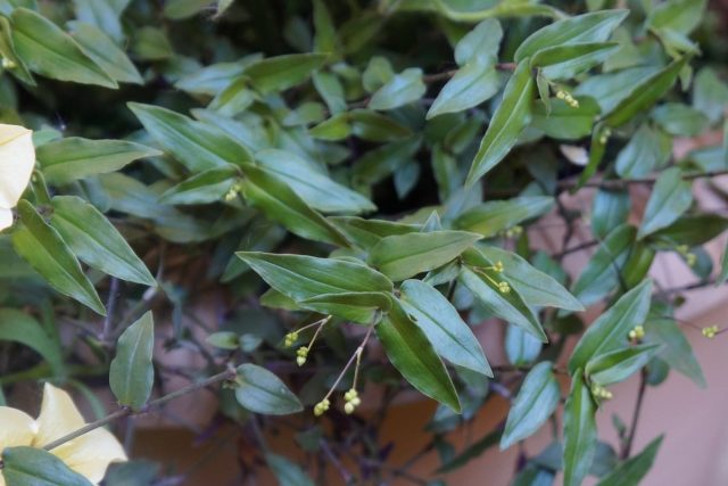 Гибазис коленчатый (Gibasis geniculata) отличают мелкие узкие листья 2-5 см длиной и 1 см шириной. © Людмила Светлицкая