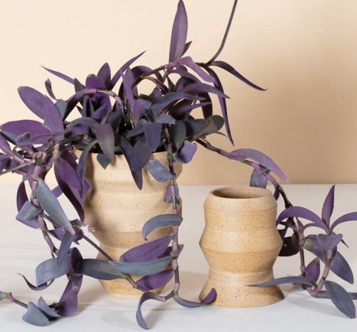 У традесканции бледной, или сеткрезии (Tradescantia pallida) фиолетовый цвет доминирующий и почти единственный. © caudexstudio