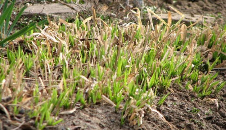 Обрезка декоративных трав весной позволяет быстрее тронуться в рост новым побегам. © Игорь Билевич