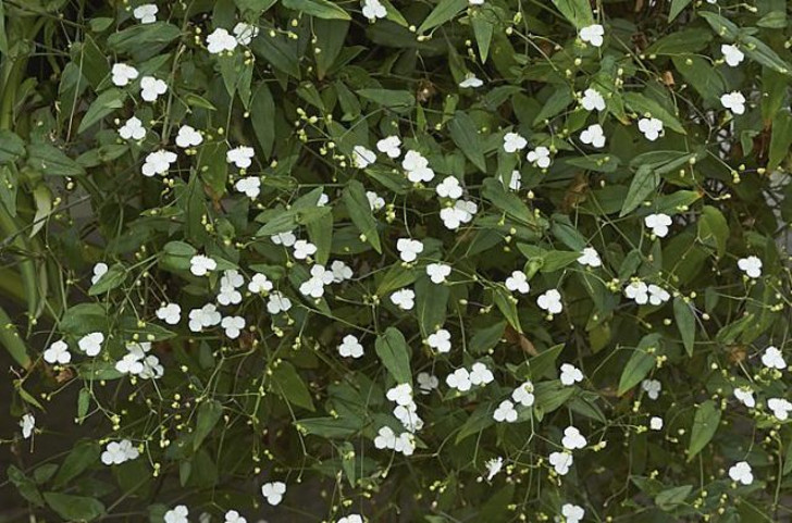 Традесканция гибазис привлекательна и как почвопокровное растение. © cfgphoto