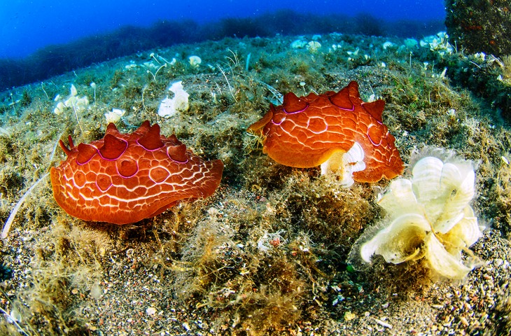 Удивительные морские слизни в коралловом лесу.