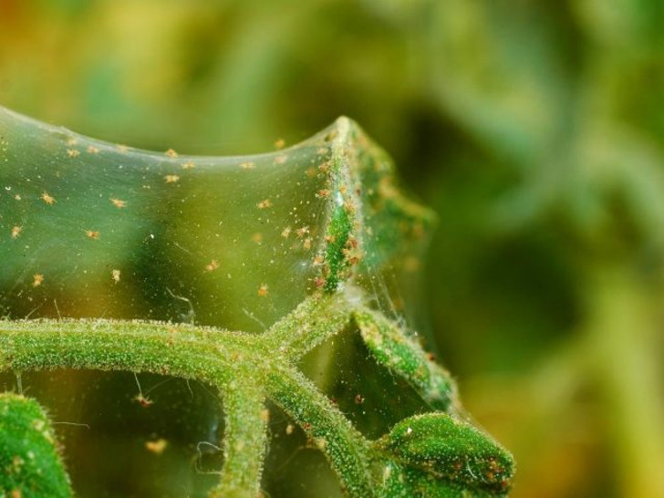 Для защиты своих колоний клещи выделяют паутину, которой покрывают пораженное растение. © sunwestgenetics
