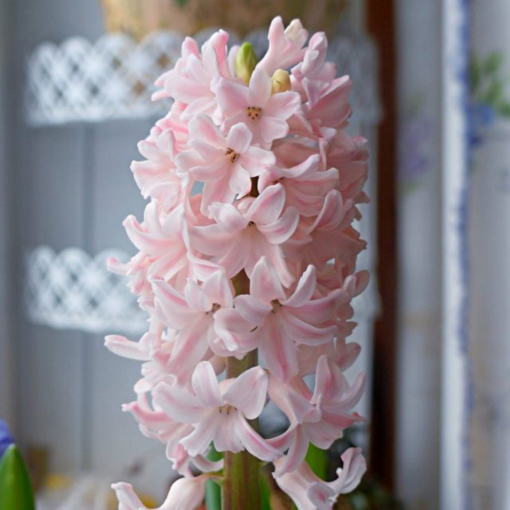 Гиацинт «Бестселлер» (Hyacinthus ‘Bestseller’). © Людмила Светлицкая