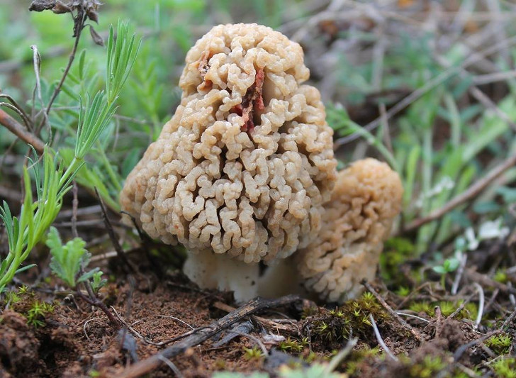 Сморчок степной (Morchella steppicola). © Viktor Sevidov