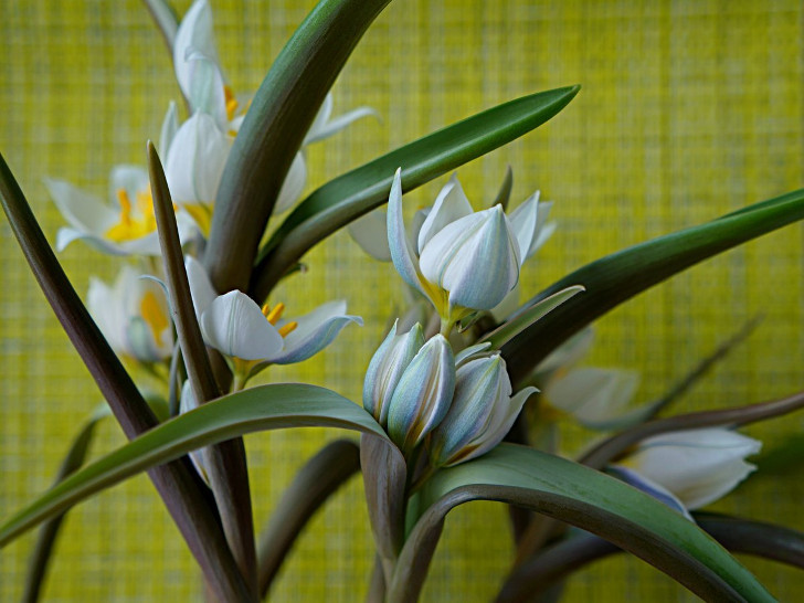 Тюльпан многоцветный (Tulipa polychroma), или Тюльпан двуцветковый (Tulipa biflora). © Людмила Светлицкая