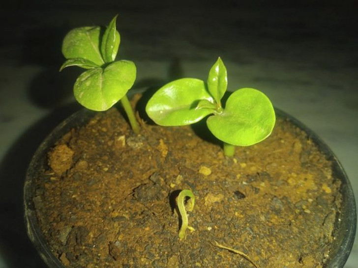 В домашних условиях перескию чаще размножают стеблевыми черенками. © Sathwik Shasthri S