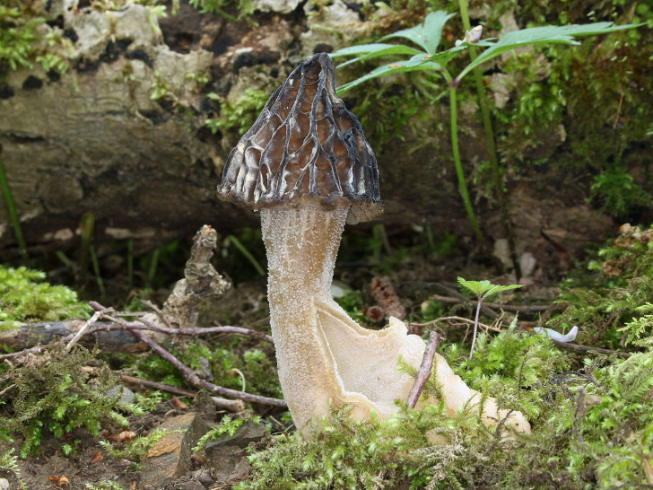 Сморчок полусвободный (Morchella semilibera). © H. Krisp