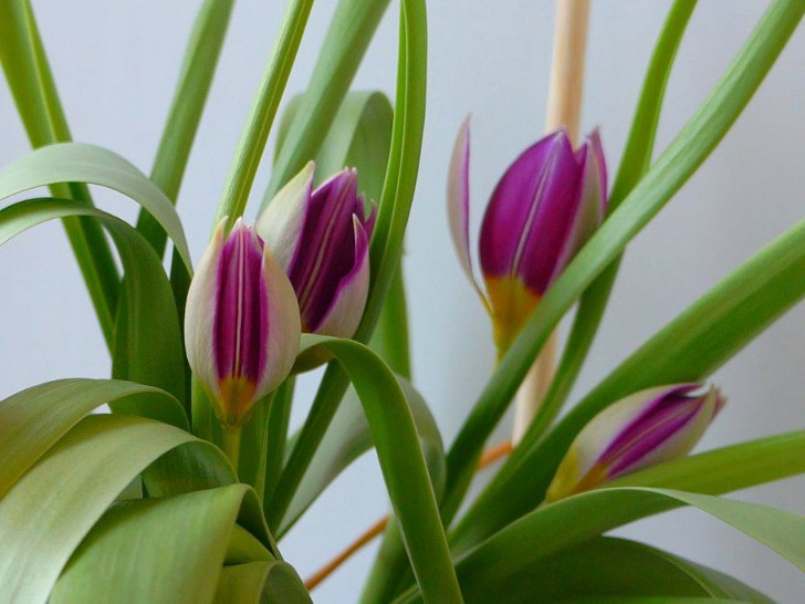 Тюльпан «Персиан Перл» (Tulipa Persian Pearl). © Людмила Светлицкая