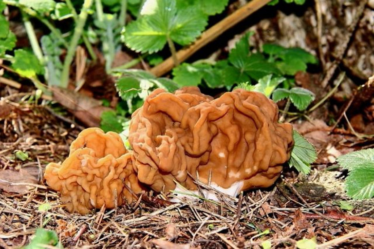 Строчок гигантский (Gyromitra gigas). © Imbi Vahuri