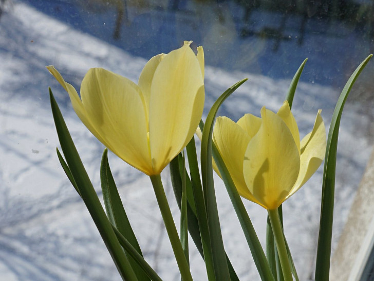 Тюльпан Баталина «Брайт Джем» (Tulipa batalinii Bright Gem). © Людмила Светлицкая