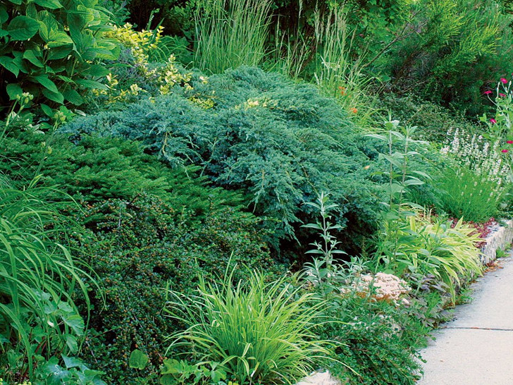 Хвойные растения хорошо растут на кислых почвах. © Fine Gardening