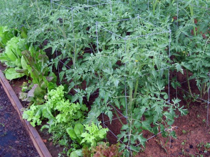 Листовой салат также способствует эффективному использованию места на помидорных грядках. © tammyleino