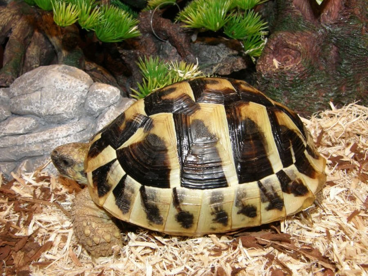 Балканская черепаха. © The Reptilarium