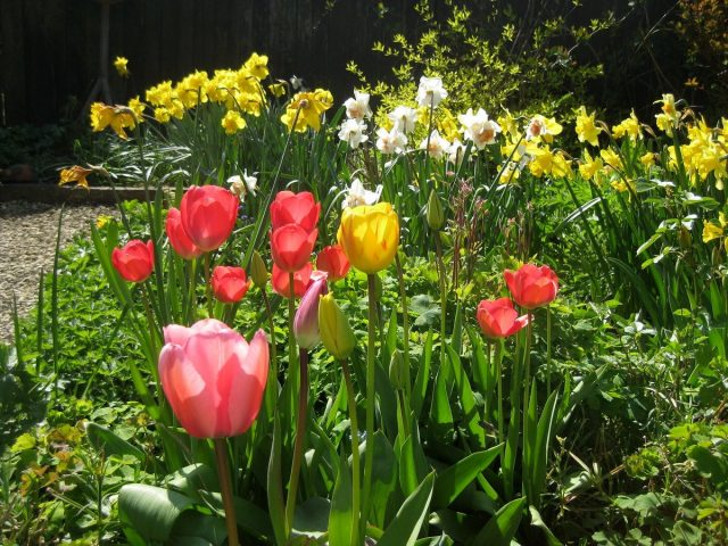 Декоративная часть сада в мае уже радует. © Flaming_Nora
