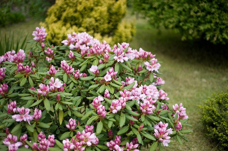 За все труды и хлопоты рододендрон (Rhododendron) вознаградит божественным цветением. © ireceptar