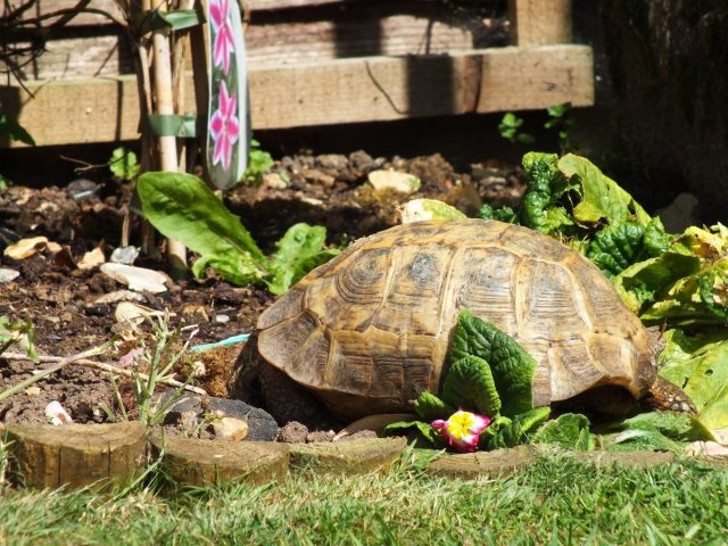В качестве зелени предлагайте черепахе листья одуванчика, салата, люцерну, подорожник, газонную траву, щавель. © Nigel Barnett
