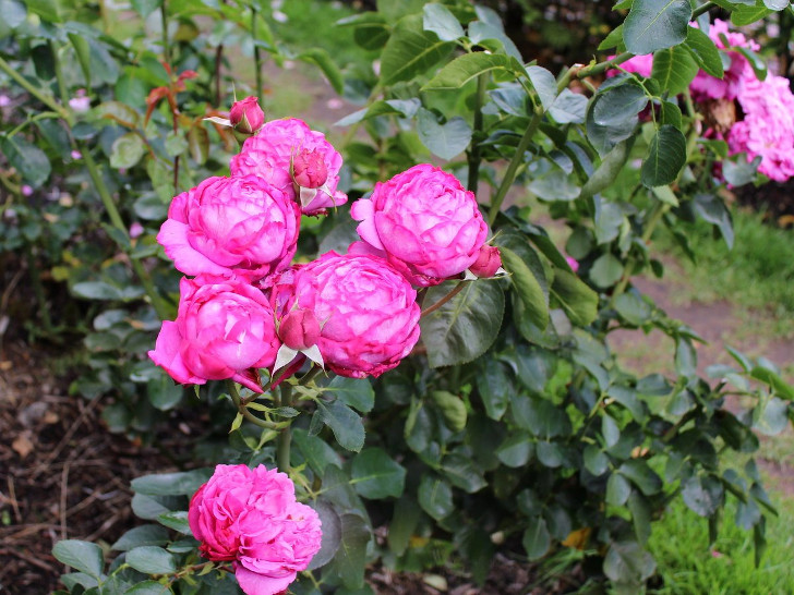 Розы (Rosa) хорошо растут на влажных слабокислых почвах. © Alex Diaz