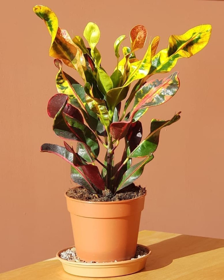 Кодиеум пестрый (Codiaeum variegatum), сорт ‘Mammie’ (‘Mammy’). © upsidedownhouseplants