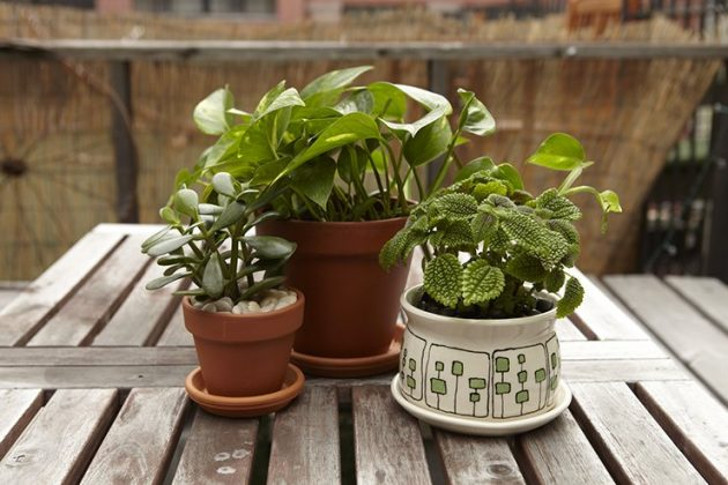 Комнатные растения в саду можно размещать где угодно в рамках мест, достаточно защищенных от ветра и холодных сквозняков. © milled