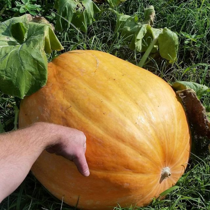 Тыква «Атлант», или «Атлантик Гигант» (Atlantic Giant Pumpkin). © keithn78