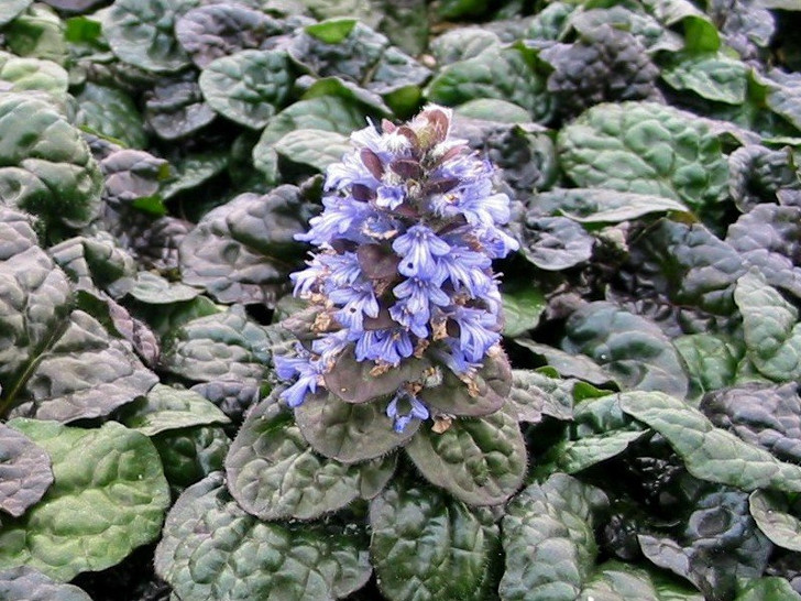 Цветет живучка «Металлика Криспа» не слишком обильно. © littleprinceplants