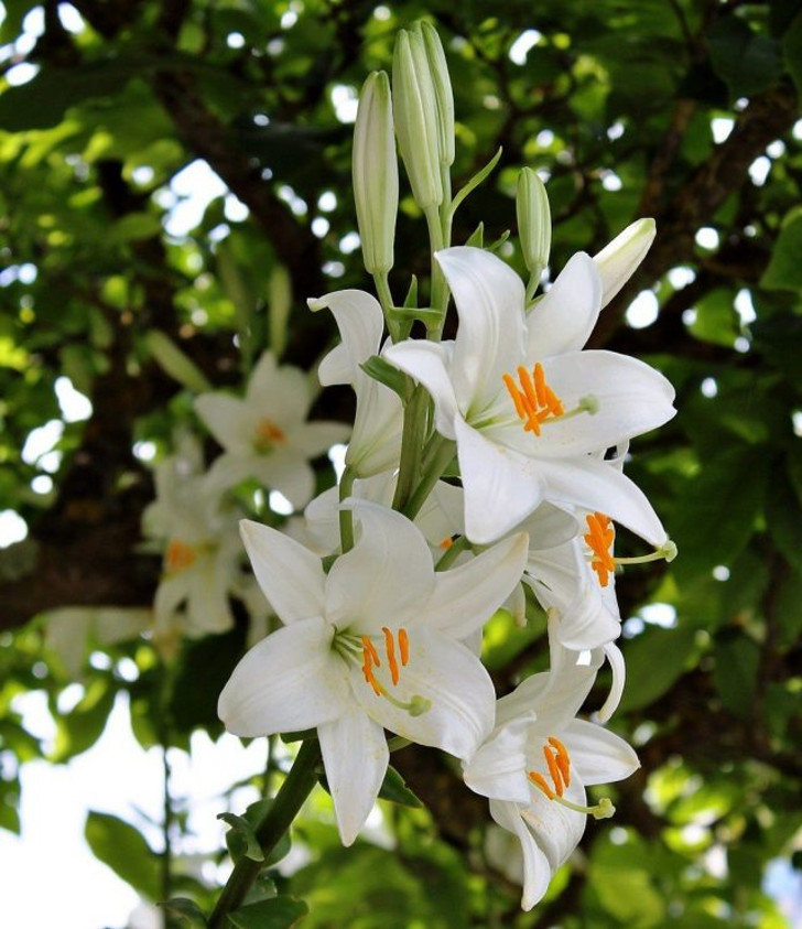 Лилия белоснежная (Lilium candidum). © DANI28256