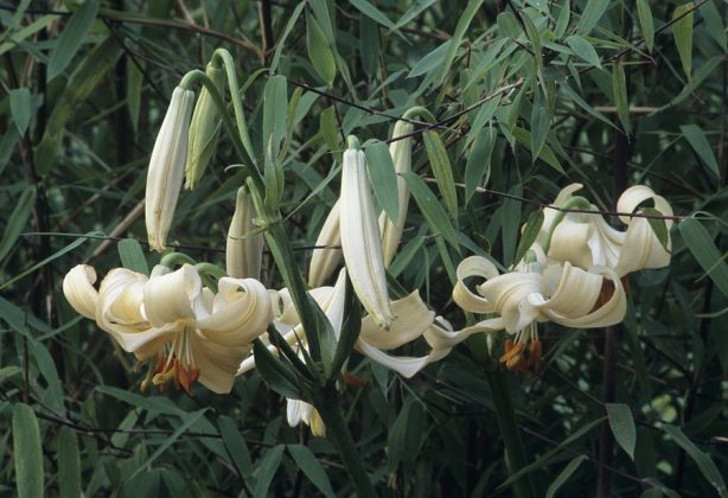 Кандидум-гибрид, лилия терракотовая (Lilium x testaceum). © Fine Art America