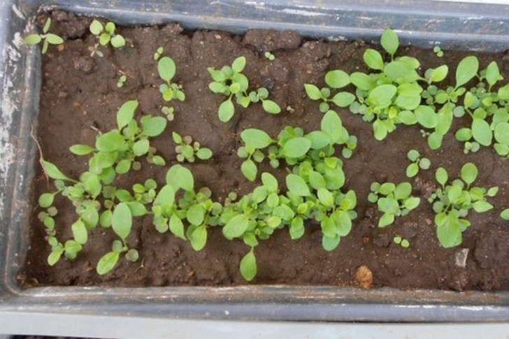 Семена колокольчика молочноцветкового можно посеять под зиму либо на рассаду в помещении в марте-апреле. © uvelirobzor