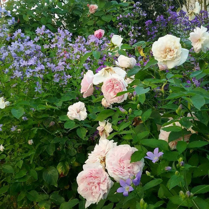 Сейчас модно высаживать колокольчик молочноцветковый рядом с розами. © rosarium19
