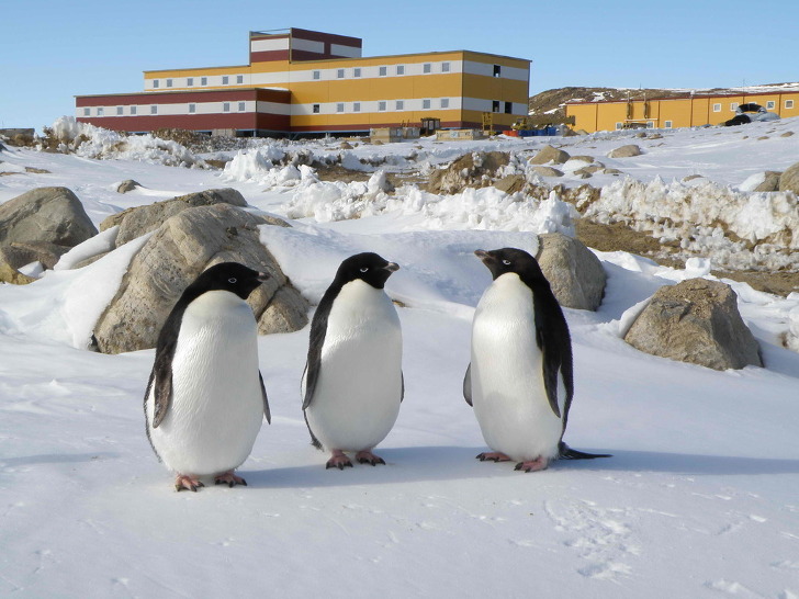  Общительные обитатели Антарктиды. Источник изображения: ochevidets.ru