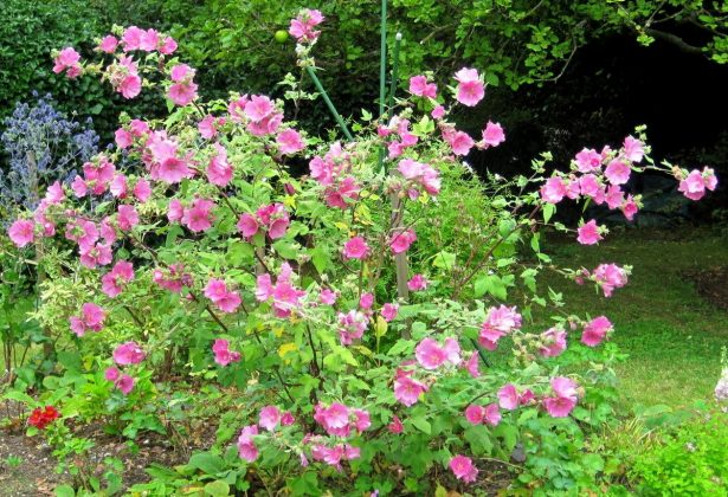 Лаватеру можно выращивать на клумбах для летников, а можно вводить во все виды цветников с многолетниками, как продолжительно цветущий акцент. © Vivienne Finch