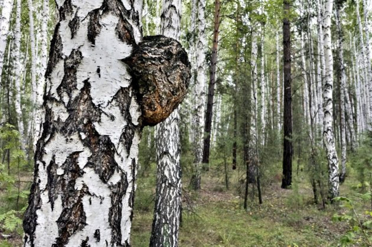 Трутовик скошенный, или Инонотус скошенный (Inonotus obliquus), или Гриб чага, уютно устроился на древесном стволе в лесу