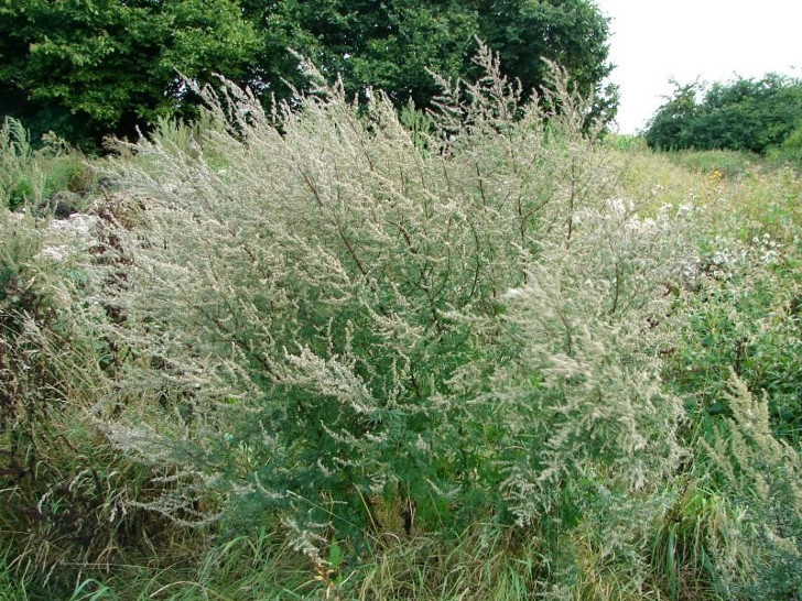 Полынь обыкновенная (Artemisia vulgaris). © L’herbier en photos