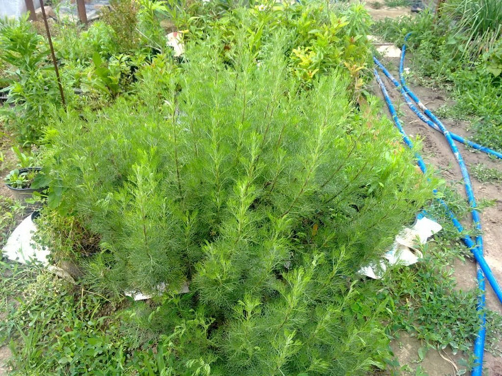 Полынь лечебная (Artemisia abrotanum). © Lajos Halmagyi