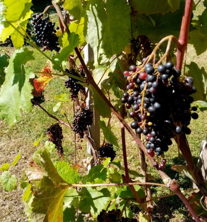 В сентябре созревает кишмишный сорт винограда. © Татьяна Николина