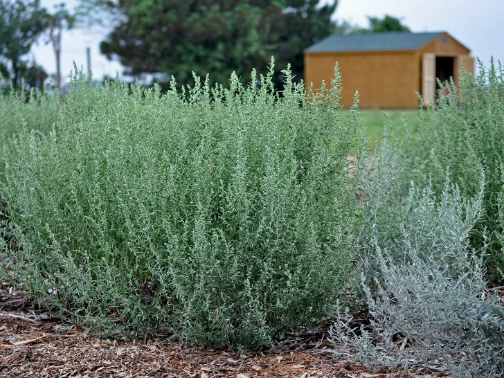 Полынь Людовика (Artemisia ludoviciana). © ksbiosurvey